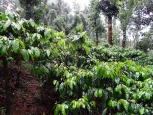 coffee plantation, coffea robusta, madikeri-345371.jpg